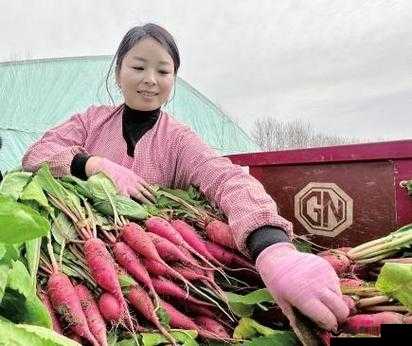 乡村：光腿拔萝卜，丰收的喜悦与乡村生活的真实写照