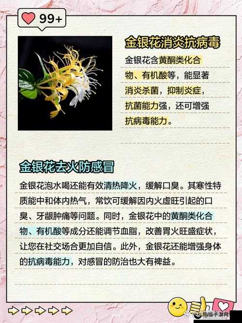 金银花：探索药用价值与文化内涵